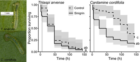 Pre- and post-ingestive defenses affect larval feeding on a lethal invasive host plant