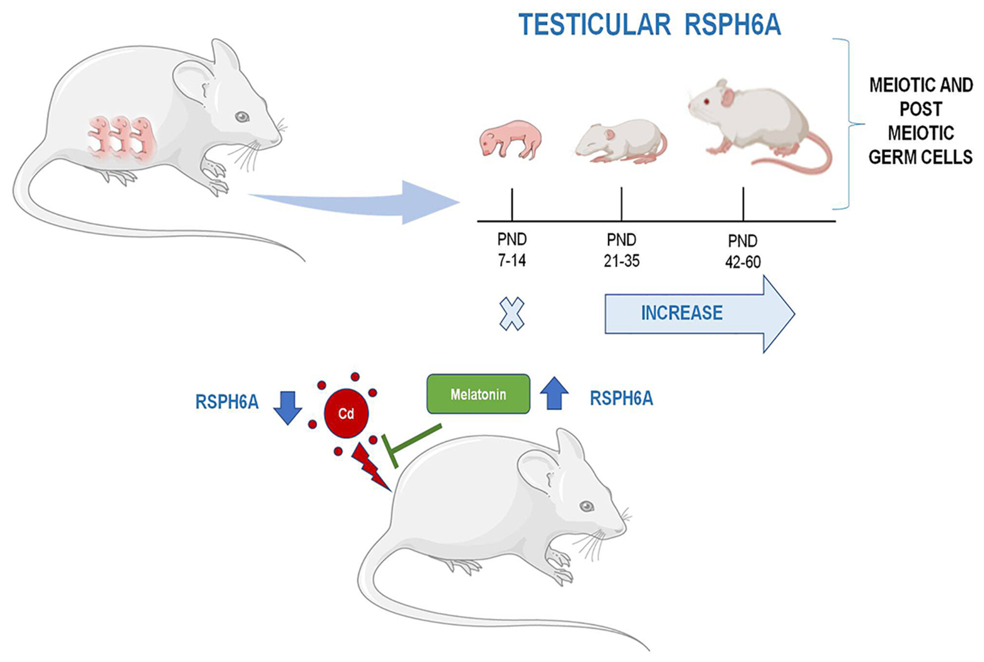 Expression of RSPH6A in the first wave of rat spermatogenesis and oxidative stress conditions: Attenuation by melatonin