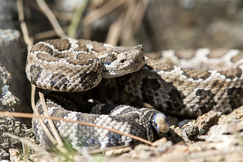Genotyping-in-Thousands by sequencing reveals marked population structure in Western Rattlesnakes to inform conservation status