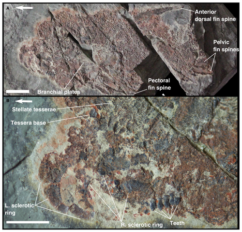 Details are in the caption following the image Details are in the caption following the image