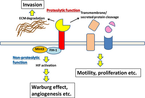 Integrated functions of membrane-type 1 matrix metalloproteinase in regulating cancer malignancy: Beyond a proteinase