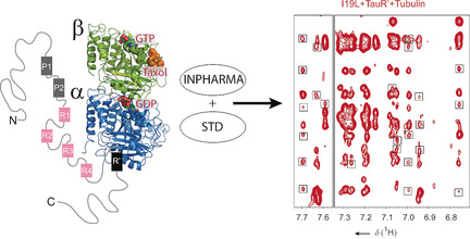 The Binding Mode of a Tau Peptide with Tubulin