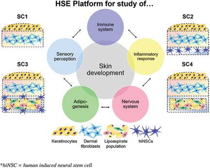 Human Skin Equivalents Demonstrate Need for Neuro-Immuno-Cutaneous System