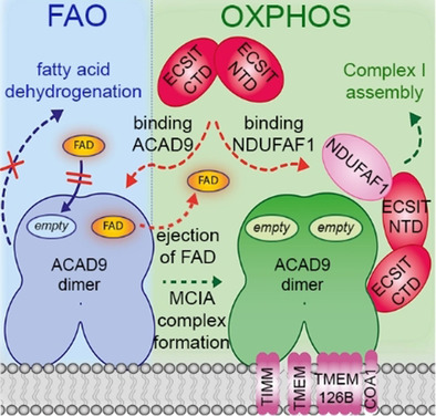 Assembly of The Mitochondrial Complex I Assembly Complex Suggests a Regulatory Role for Deflavination