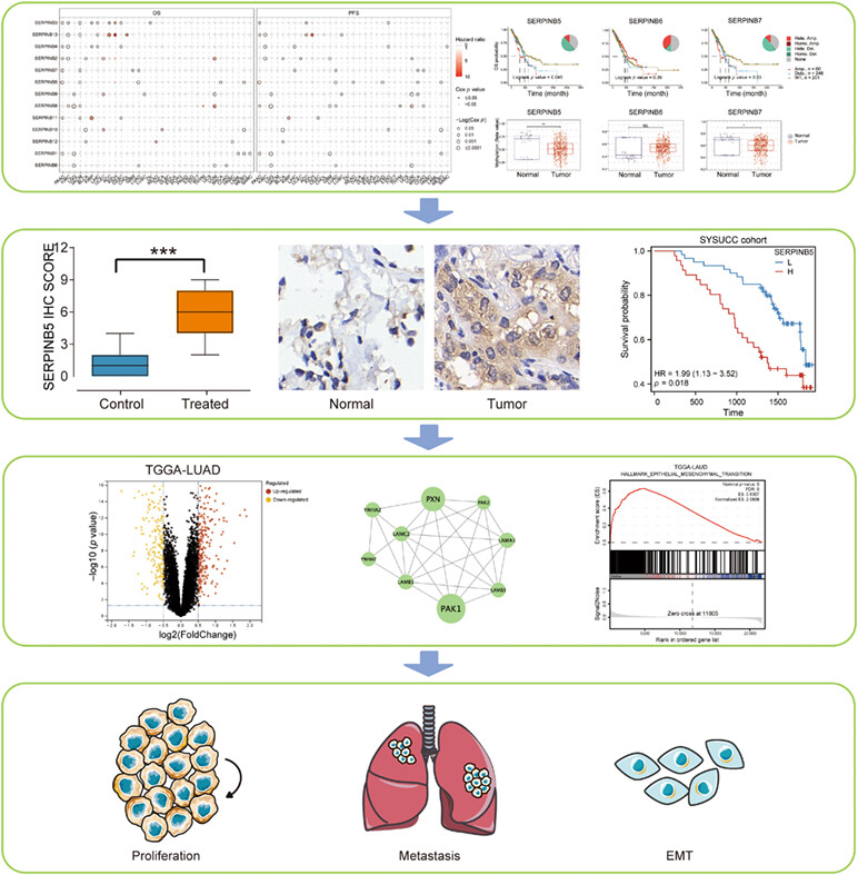 SERPINB5 is a prognostic biomarker and promotes proliferation, metastasis and epithelial-mesenchymal transition (EMT) in lung adenocarcinoma