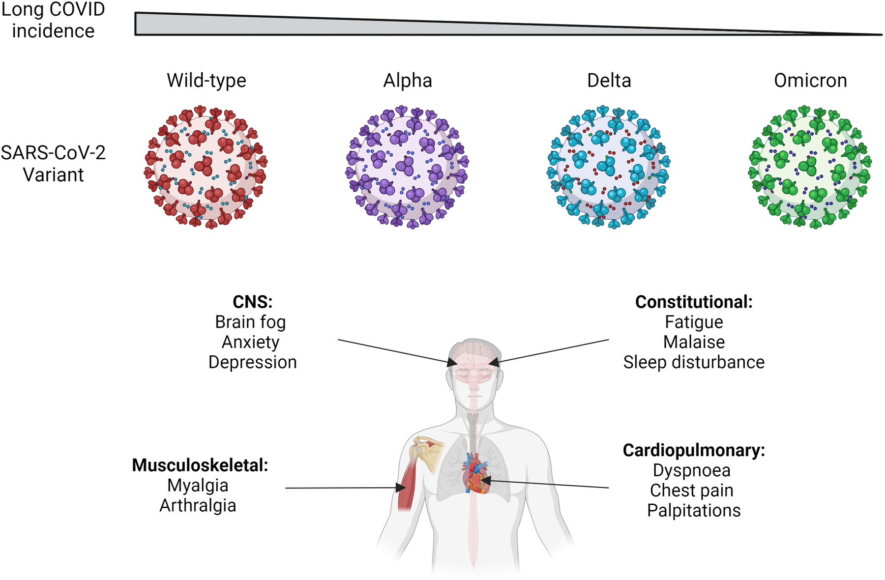 Long COVID across SARS-CoV-2 variants: Clinical features, pathogenesis, and future directions Issue 4, 2024