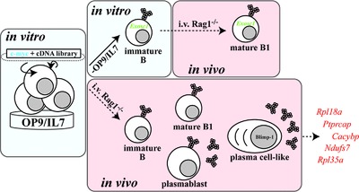 cDNA-library testing identifies transforming genes cooperating with c-myc in mouse pre-B cells
