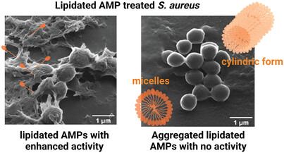The effect of tailing lipidation on the bioactivity of antimicrobial peptides and their aggregation tendency Issue 4, 2023