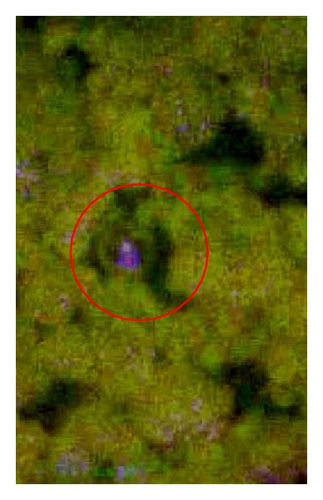 Details are in the caption following the image