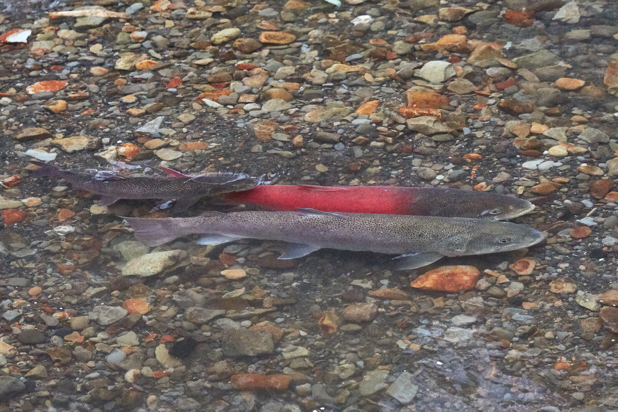 Individual variation in spawning migration timing in a salmonid fish—Exploring roles of environmental and social cues