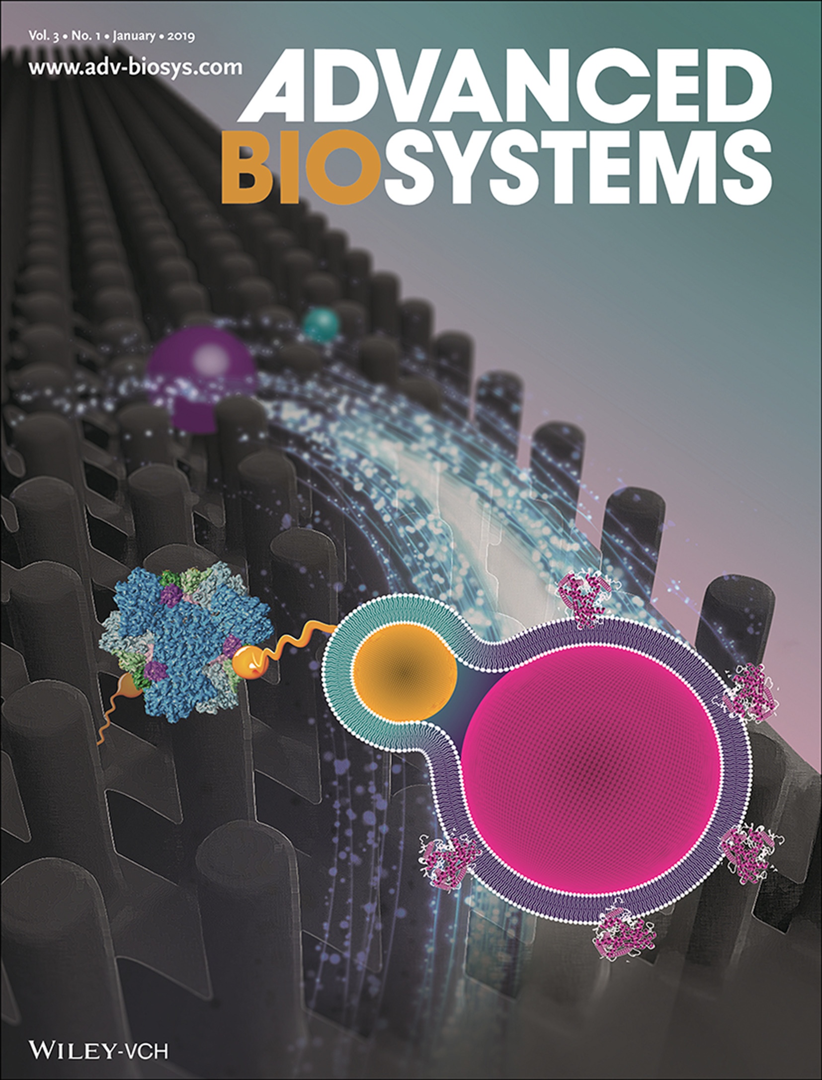 Enzyme Immobilization: Overcoming the Pitfalls of Cytochrome P450 Immobilization through the Use of Fusogenic Liposomes (Adv. Biosys. 1/2019) Volume 3 Issue 1, 2019