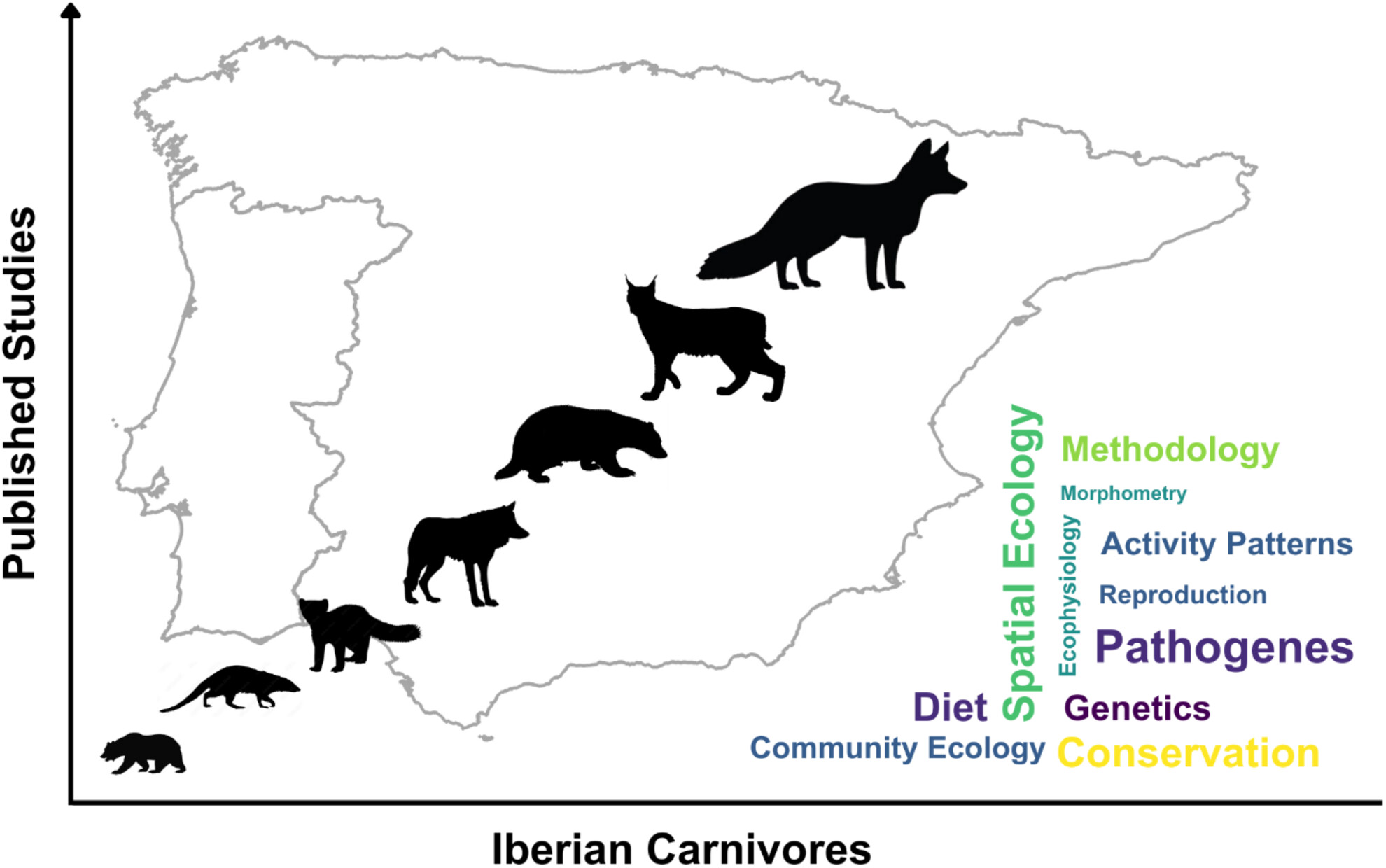 Three decades of research on Iberian wild Carnivora: trends, highlights, and future directions