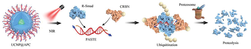 Selective Proteolysis of Activated Transcriptional Factor by NIR-Responsive Palindromic DNA Thalidomide Conjugate Inhibits the Canonical Smad Pathway