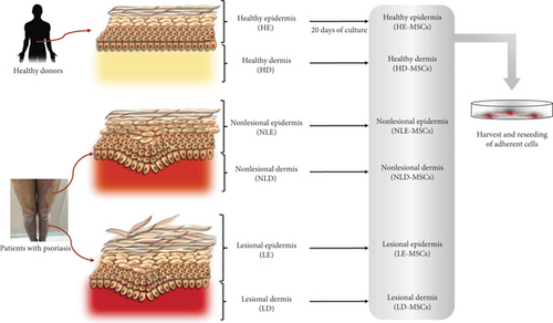 Details are in the caption following the image Details are in the caption following the image