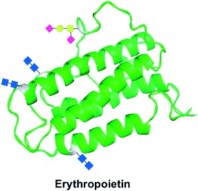 The Winding Pathway to Erythropoietin Along the Chemistry–Biology Frontier: A Success At Last