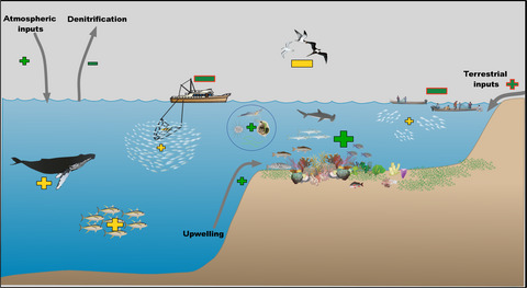 Animal pee in the sea: consumer-mediated nutrient dynamics in the world's changing oceans