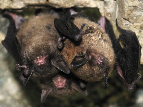 Optimal hibernation theory