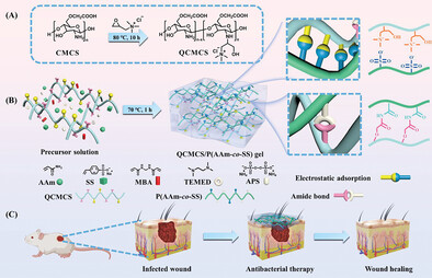 Dual-Cross-Linked Chitosan-Based Antibacterial Hydrogels with Tough and Adhesive Properties for Wound Dressing