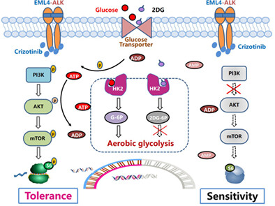 Hexokinases II-mediated glycolysis governs susceptibility to crizotinib in ALK-positive non-small cell lung cancer