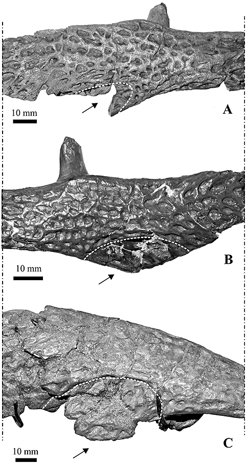 Details are in the caption following the image Details are in the caption following the image