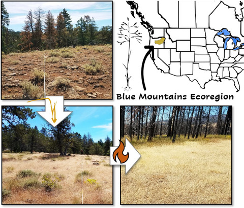 Expanding the invasion footprint: Ventenata dubia and relationships to wildfire, environment, and plant communities in the Blue Mountains of the Inland Northwest, USA