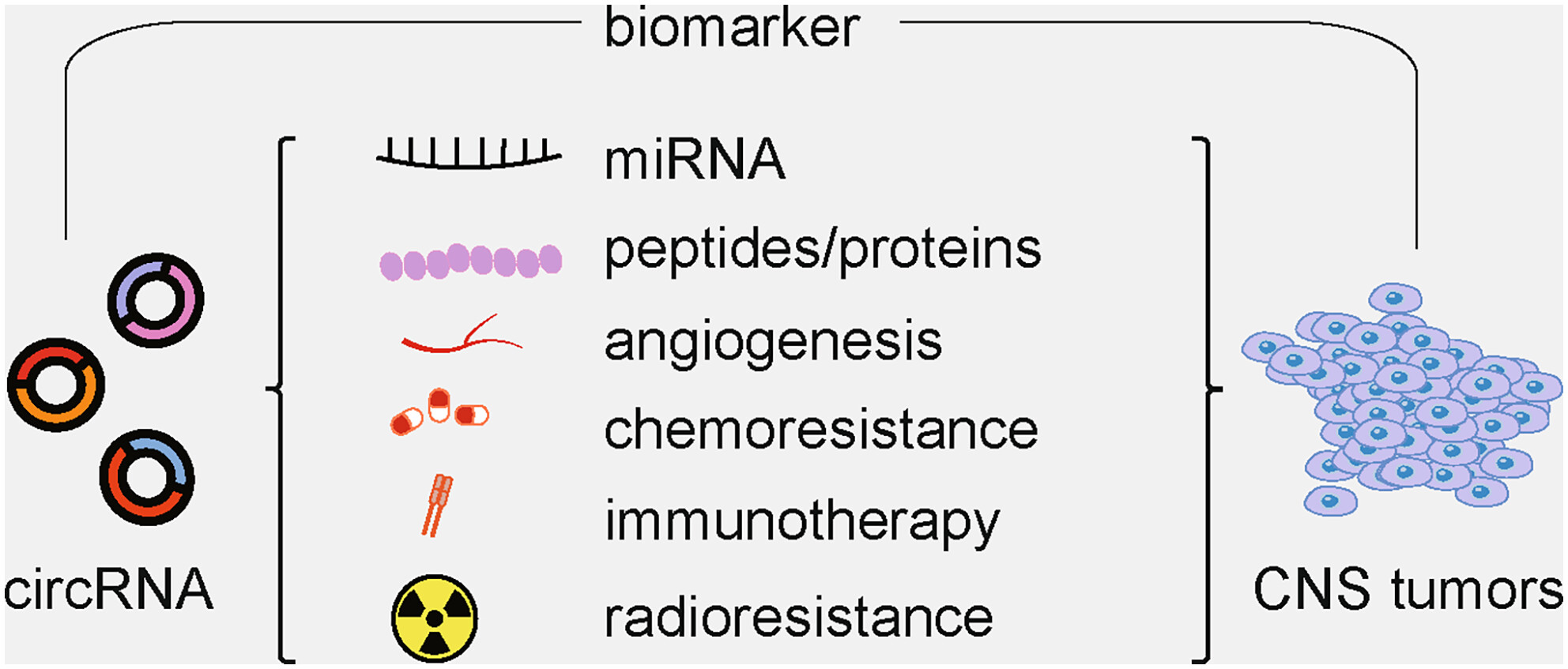 The regulatory role and clinical application prospects of circRNA in the occurrence and development of CNS tumors