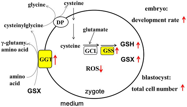 Exogenous glutathione improves intracellular glutathione synthesis via the γ-glutamyl cycle in bovine zygotes and cleavage embryos