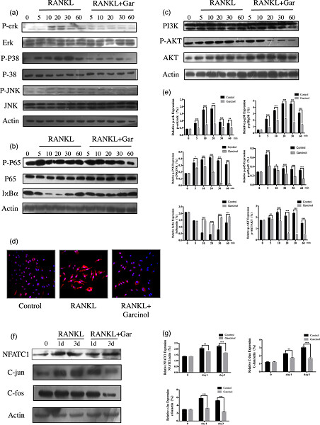 Garcinol suppresses RANKL-induced osteoclastogenesis and its underlying mechanism