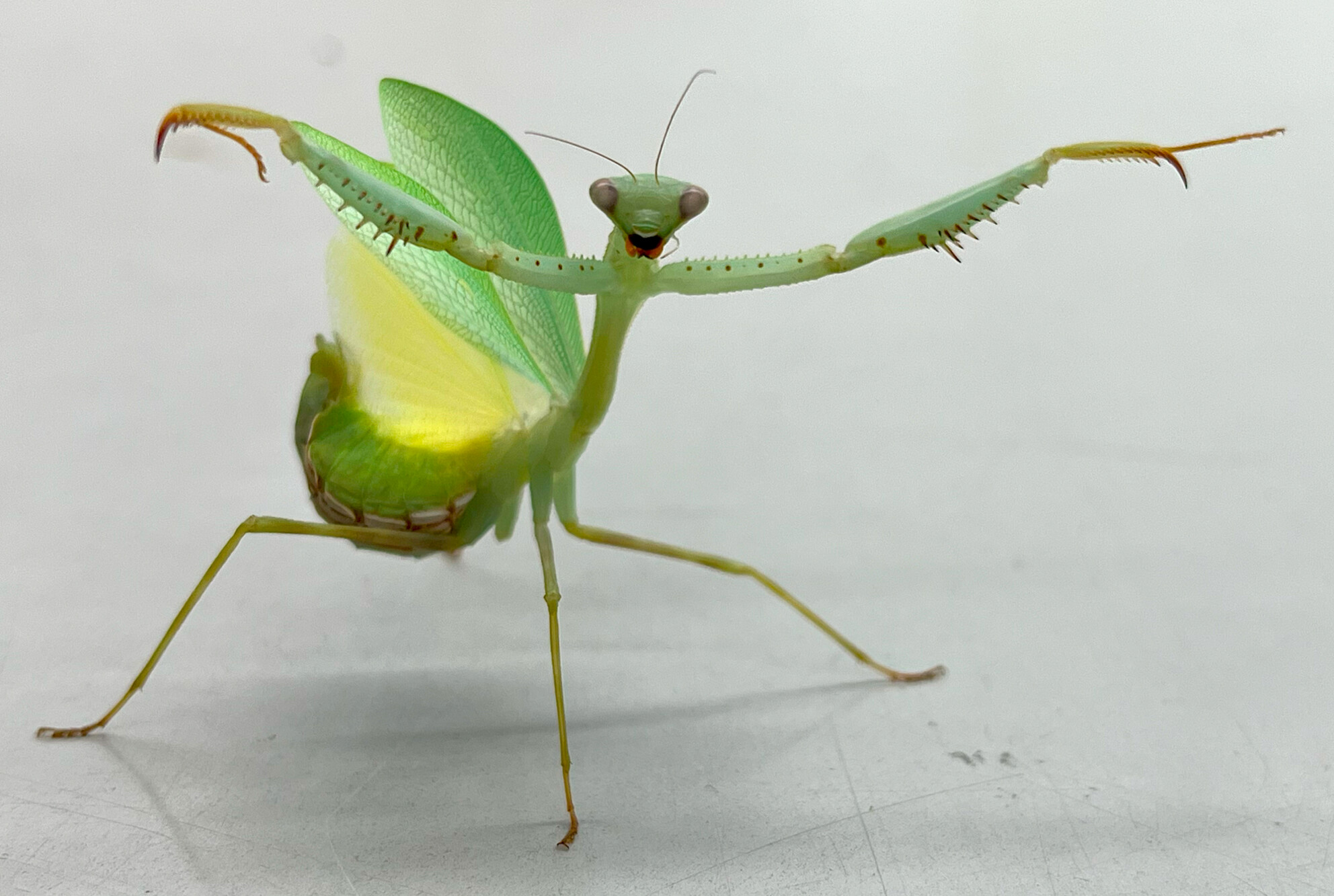 Strategic Deployment of Secondary Defences in the Springbok Mantis (Miomantis Caffra)