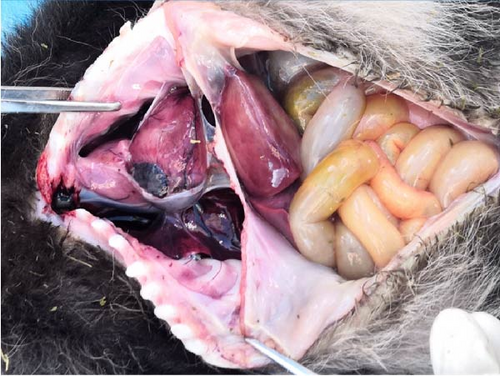 Details are in the caption following the image Details are in the caption following the image