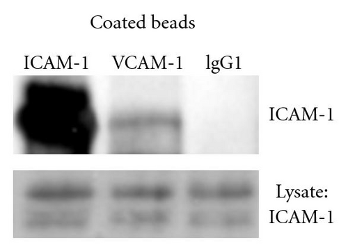 Details are in the caption following the image