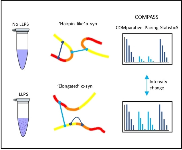 Direct Observation of “Elongated” Conformational States in α-Synuclein upon Liquid-Liquid Phase Separation