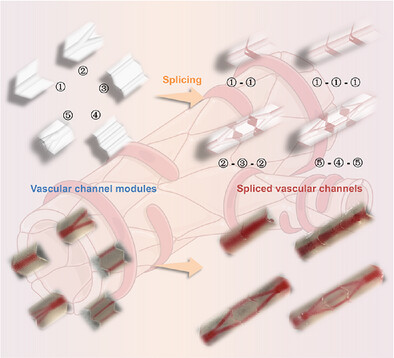 Lego-Inspired Splicing of Modularized Vascular Channels