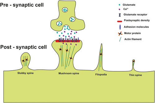 Details are in the caption following the image Details are in the caption following the image
