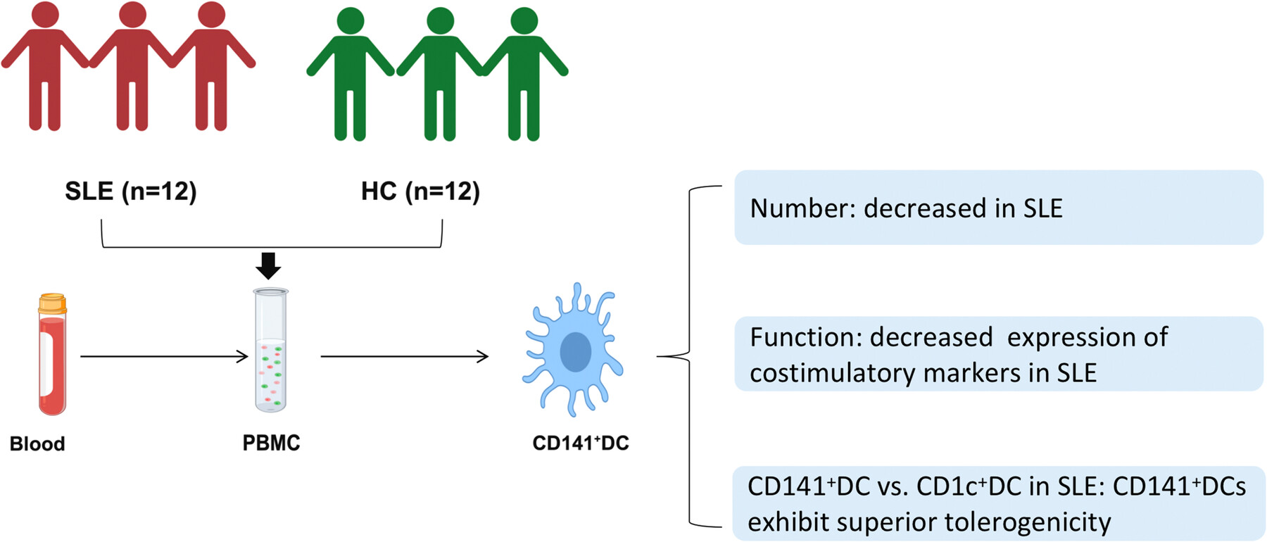 Human CD141+ dendritic cells: A unique tolerogenic subset inducing immune tolerance in systemic lupus erythematosus patients