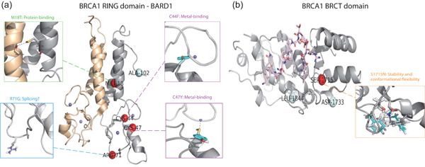 Predicting pathogenicity of missense variants with weakly supervised regression