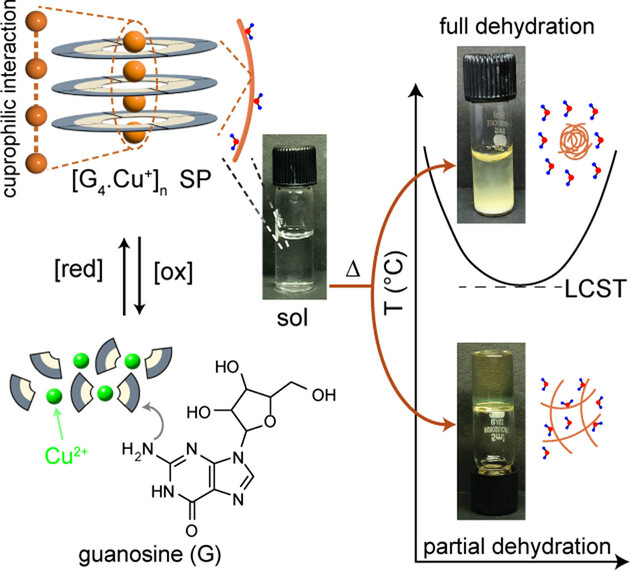 Cu(I)-Induced G-Quartets: Robust Supramolecular Polymers Exhibiting Heating-Induced Aqueous Phase Transitions Into Gel or Precipitate