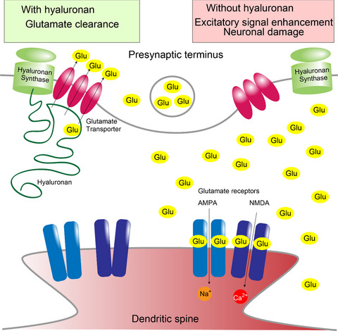 Hyaluronan synthesis supports glutamate transporter activity