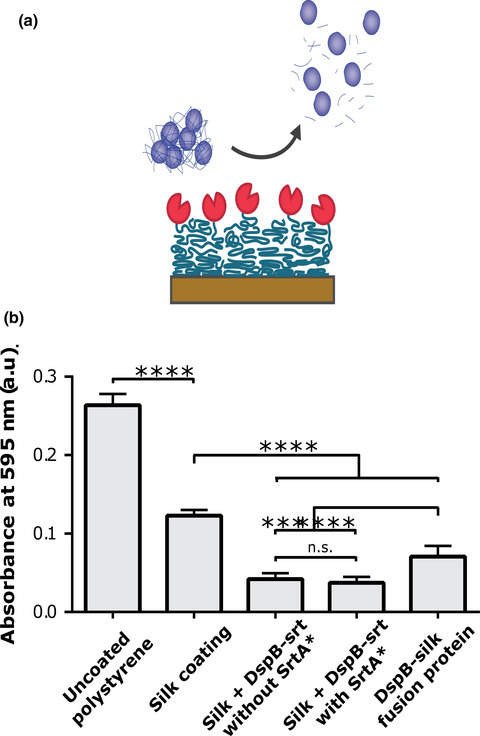 Recombinant spider silk coatings functionalized with enzymes targeting bacteria and biofilms