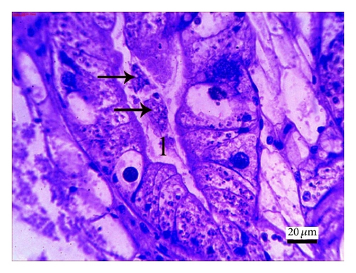 Details are in the caption following the image