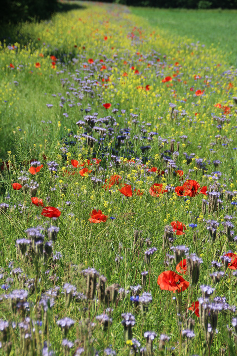 Wildflower strips enhance pollination in adjacent strawberry crops at the small scale