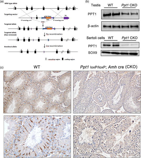 Functional importance of palmitoyl protein thioesterase 1 (PPT1) expression by Sertoli cells in mediating cholesterol metabolism and maintenance of sperm quality