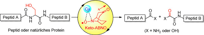 Serine-Selective Aerobic Cleavage of Peptides and a Protein Using a Water-Soluble Copper–Organoradical Conjugate