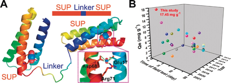 Spidroin-Inspired, High-Strength, Loofah-Shaped Protein Fiber for Capturing Uranium from Seawater