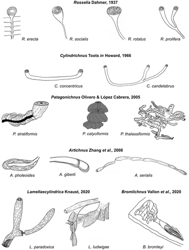 Details are in the caption following the image Details are in the caption following the image