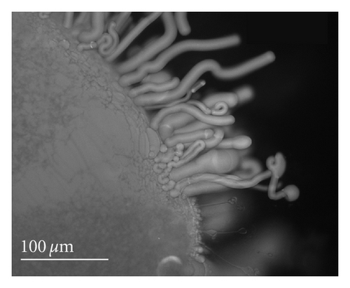 Details are in the caption following the image