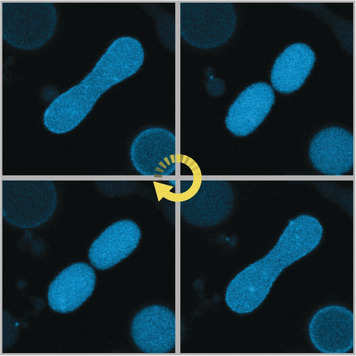 Beating Vesicles: Encapsulated Protein Oscillations Cause Dynamic Membrane Deformations