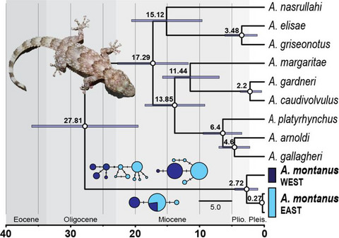 Cryptic diversity revealed in the leaf-toed gecko Asaccus montanus (Squamata, Phyllodactylidae) from the Hajar Mountains of Arabia