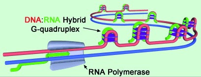 Formation of DNA:RNA Hybrid G-Quadruplexes of Two G-Quartet Layers in Transcription: Expansion of the Prevalence and Diversity of G-Quadruplexes in Genomes