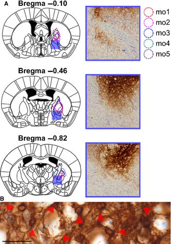 Details are in the caption following the image Details are in the caption following the image